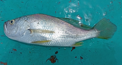 ภาพ ปลาจวดเงิน (Larimus argenteus)