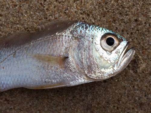 ภาพ ปลาจวด breviceps (Larimus breviceps)