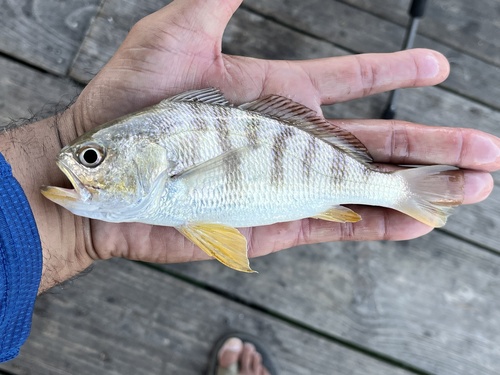 ภาพ ปลาจวดลายบั้ง (Larimus fasciatus)