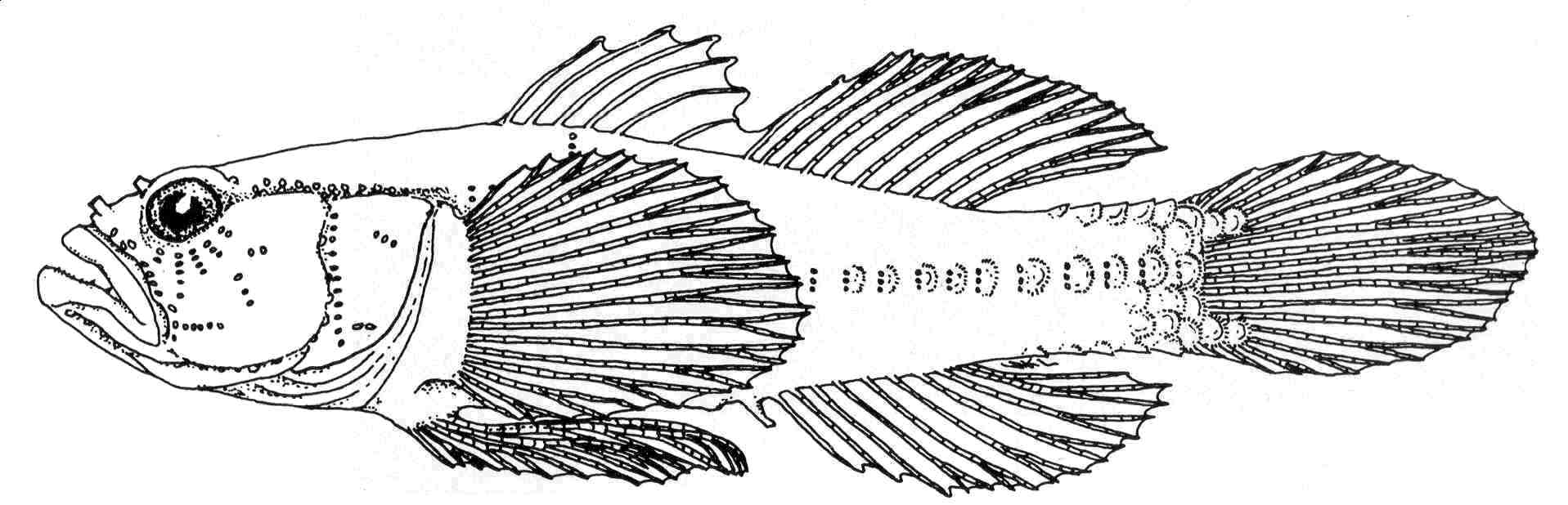 ภาพ ปลาบู่แคระบู่ (Larsonella pumila)