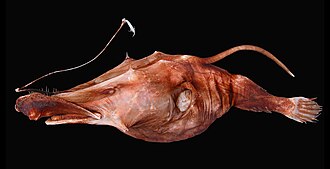 ภาพ ปลา amphirhamphus (Lasiognathus amphirhamphus)