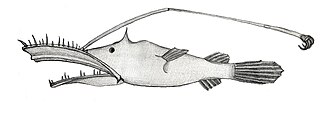 ภาพ ปลา beebei (Lasiognathus beebei)