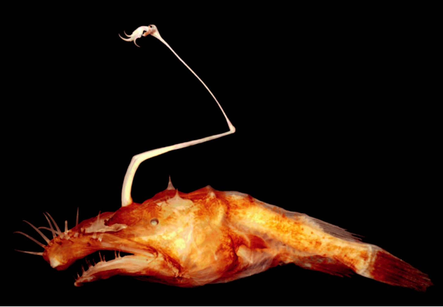 ภาพ ปลา dinema (Lasiognathus dinema)