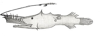 ภาพ ปลา saccostoma (Lasiognathus saccostoma)