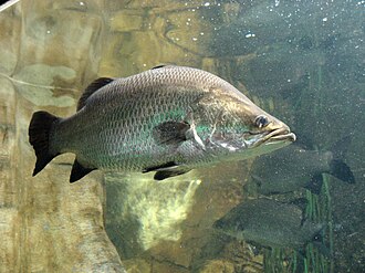 ภาพ ปลา calcarifer (Lates calcarifer)