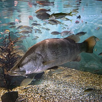 ภาพ ปลา japonicus (Lates japonicus)