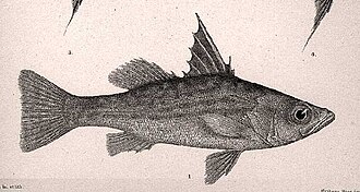ภาพ ปลา microlepis (Lates microlepis)