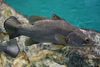 ภาพ ปลา niloticus (Lates niloticus)