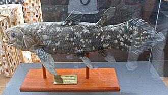 ภาพ ปลา menadoensis (Latimeria menadoensis)