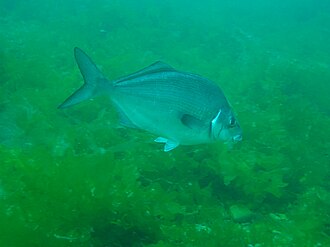 ภาพ ปลา ciliaris (Latridopsis ciliaris)