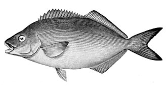 ภาพ ปลา forsteri (Latridopsis forsteri)