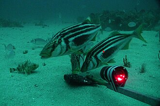 ภาพ ปลา lineata (Latris lineata)