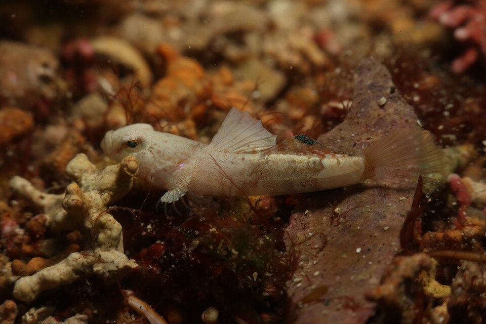 ภาพ ปลาบู่บู่ (Lebetus guilleti)