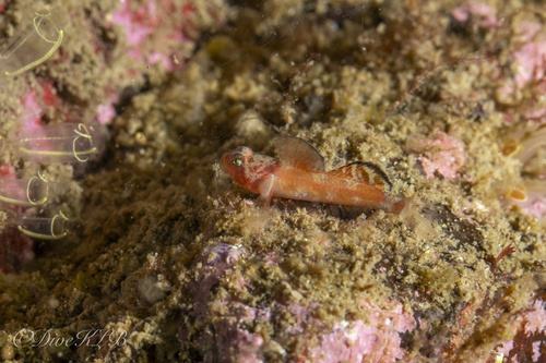ภาพ ปลาบู่บู่ (Lebetus patzneri)