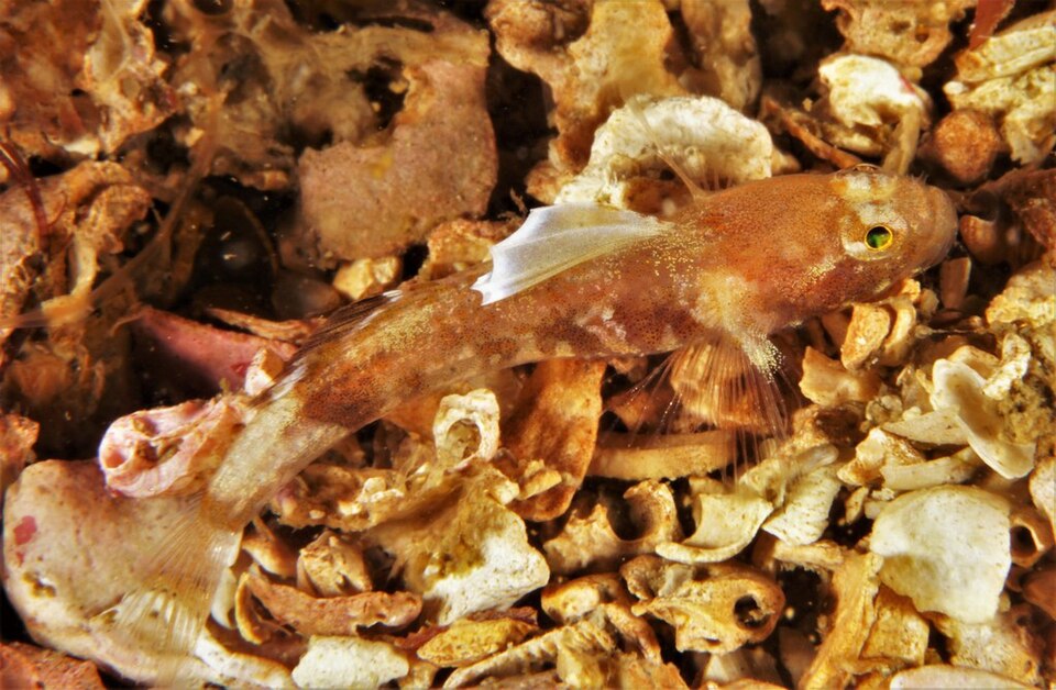ภาพ ปลาบู่บู่ (Lebetus scorpioides)