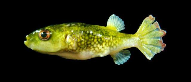 ภาพ ปลาปักเป้าหางวงเดือน (Leiodon cutcutia)