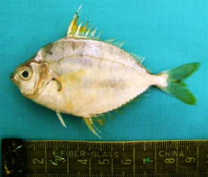 ภาพ ปลา brevirostris (Leiognathus brevirostris)