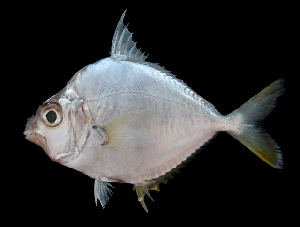 ภาพ ปลา equulus (Leiognathus equulus)