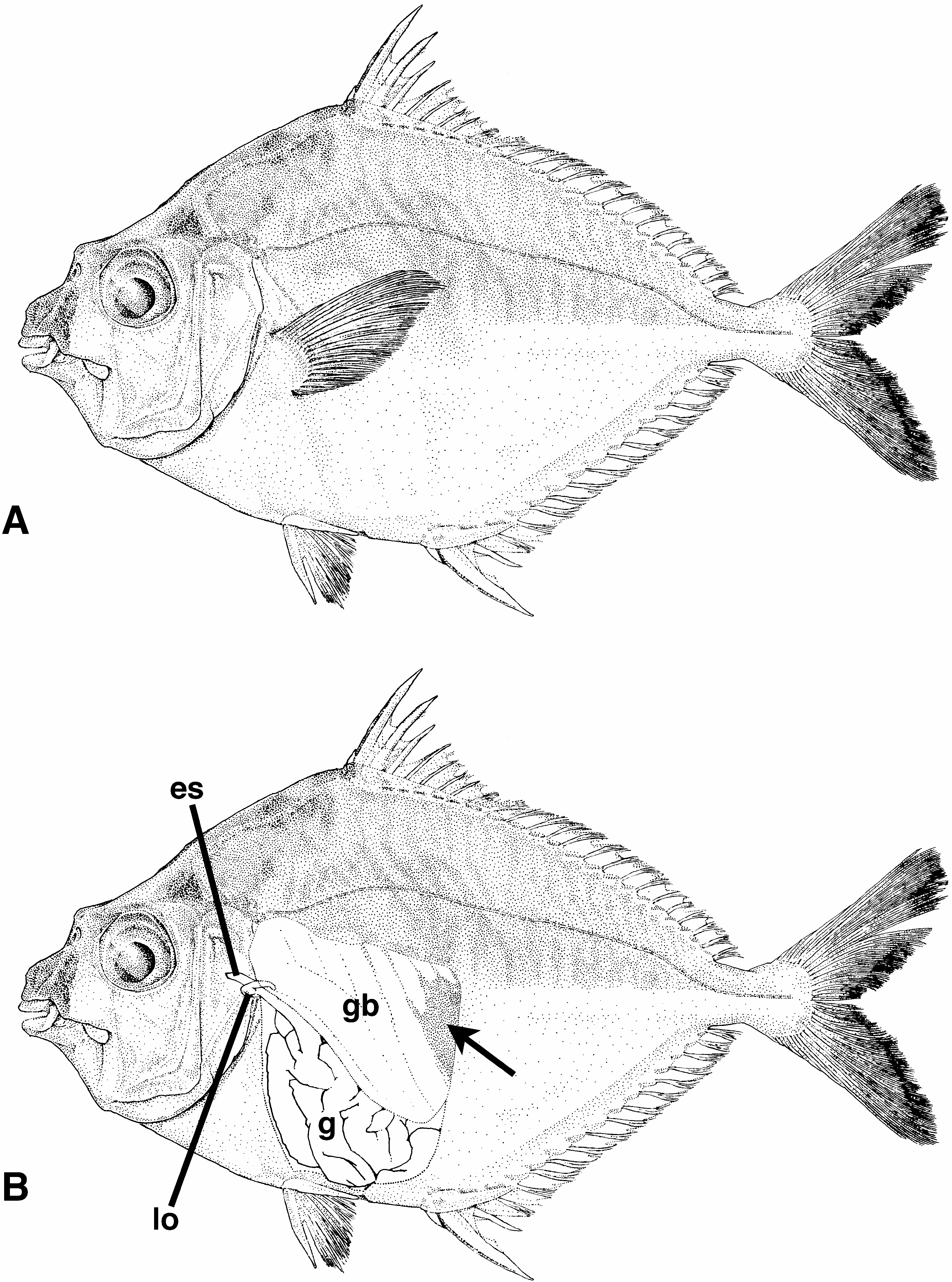 ภาพ ปลา robustus (Leiognathus robustus)