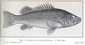ภาพ ปลา unicolor (Leiopotherapon unicolor)