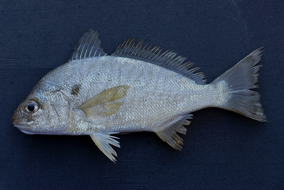 ภาพ ปลาจวดจุด (Leiostomus xanthurus)