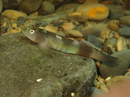ภาพ ปลาบู่บู่ (Lentipes armatus)
