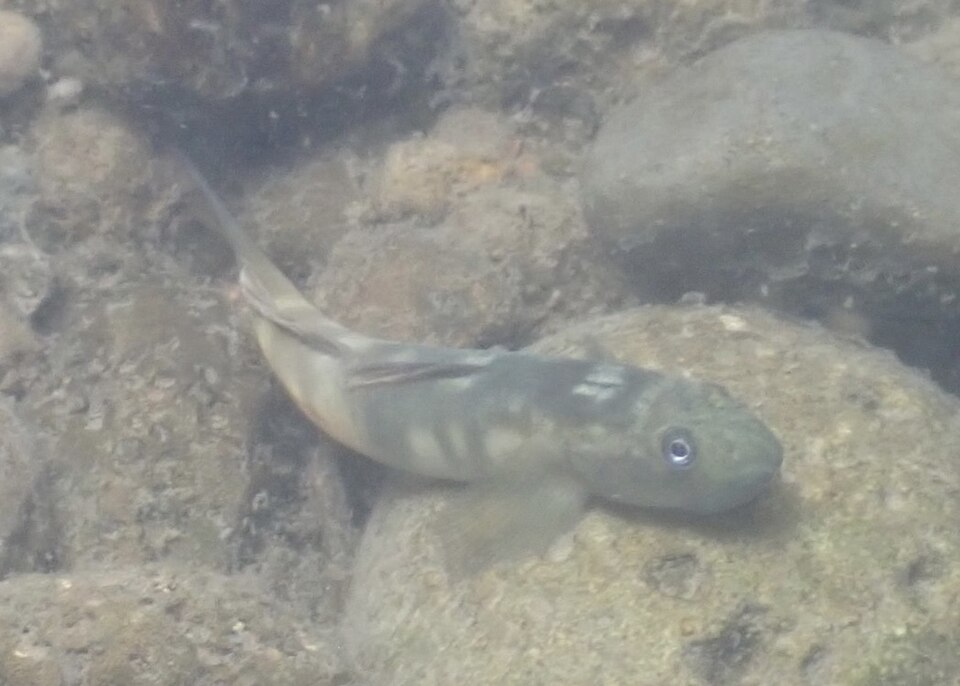 ภาพ ปลาบู่ฮาวายน้ำจืดบู่ (Lentipes concolor)