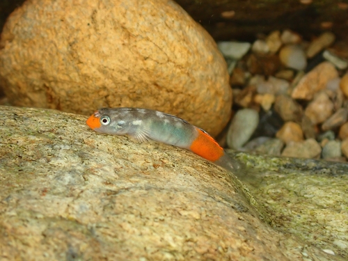 ภาพ ปลาบู่แดง (Lentipes kaaea)