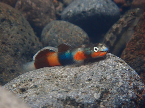 ภาพ ปลาบู่ mindanaoensis (Lentipes mindanaoensis)