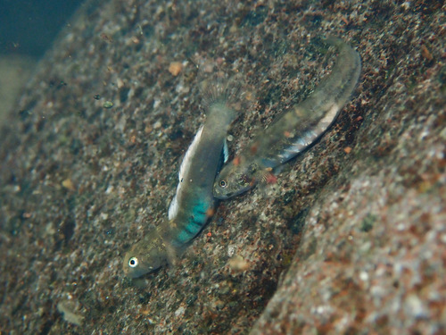 ภาพ ปลาบู่ whittenorum (Lentipes whittenorum)