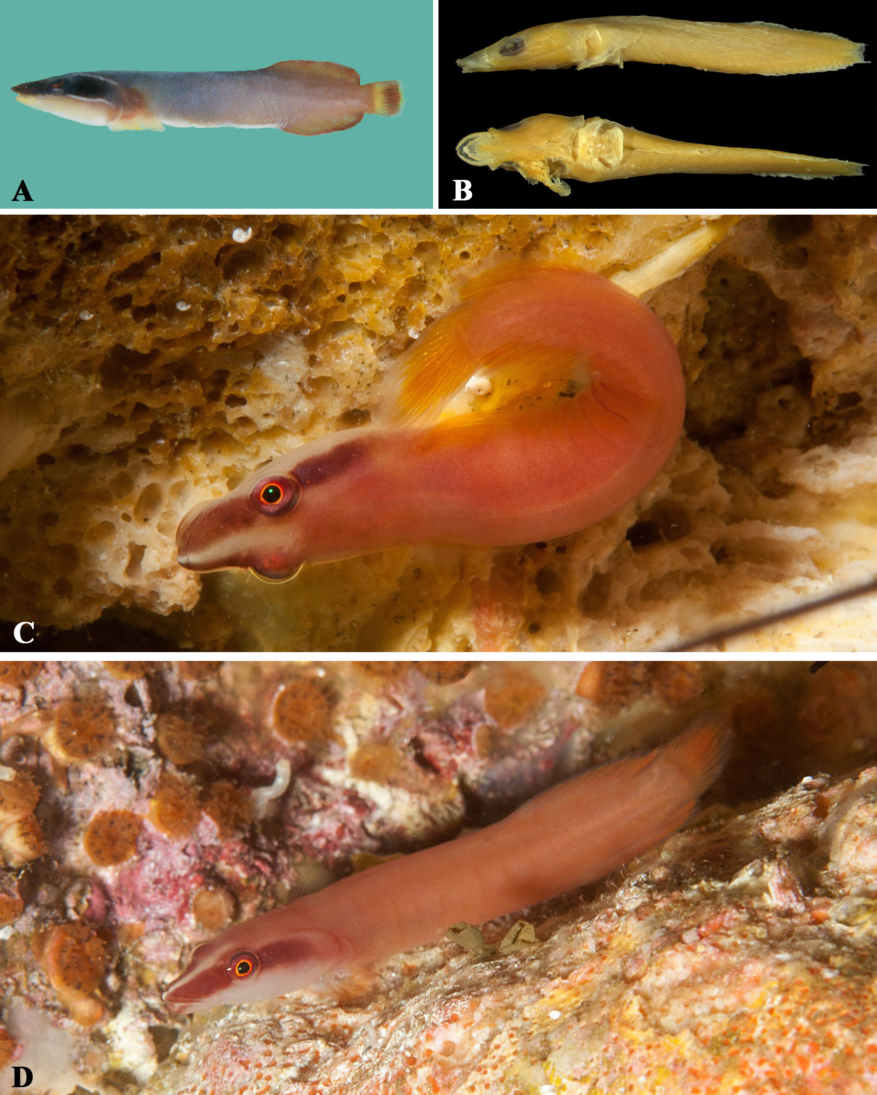 ภาพ ปลา bilineatus (Lepadichthys bilineatus)