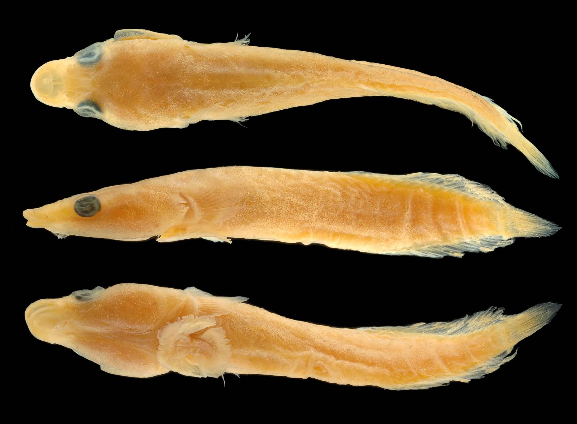ภาพ ปลา erythraeus (Lepadichthys erythraeus)