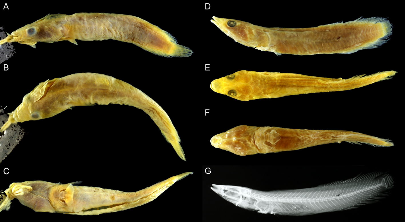 ภาพ ปลา frenatus (Lepadichthys frenatus)