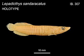 ภาพ ปลา sandaracatus (Lepadichthys sandaracatus)