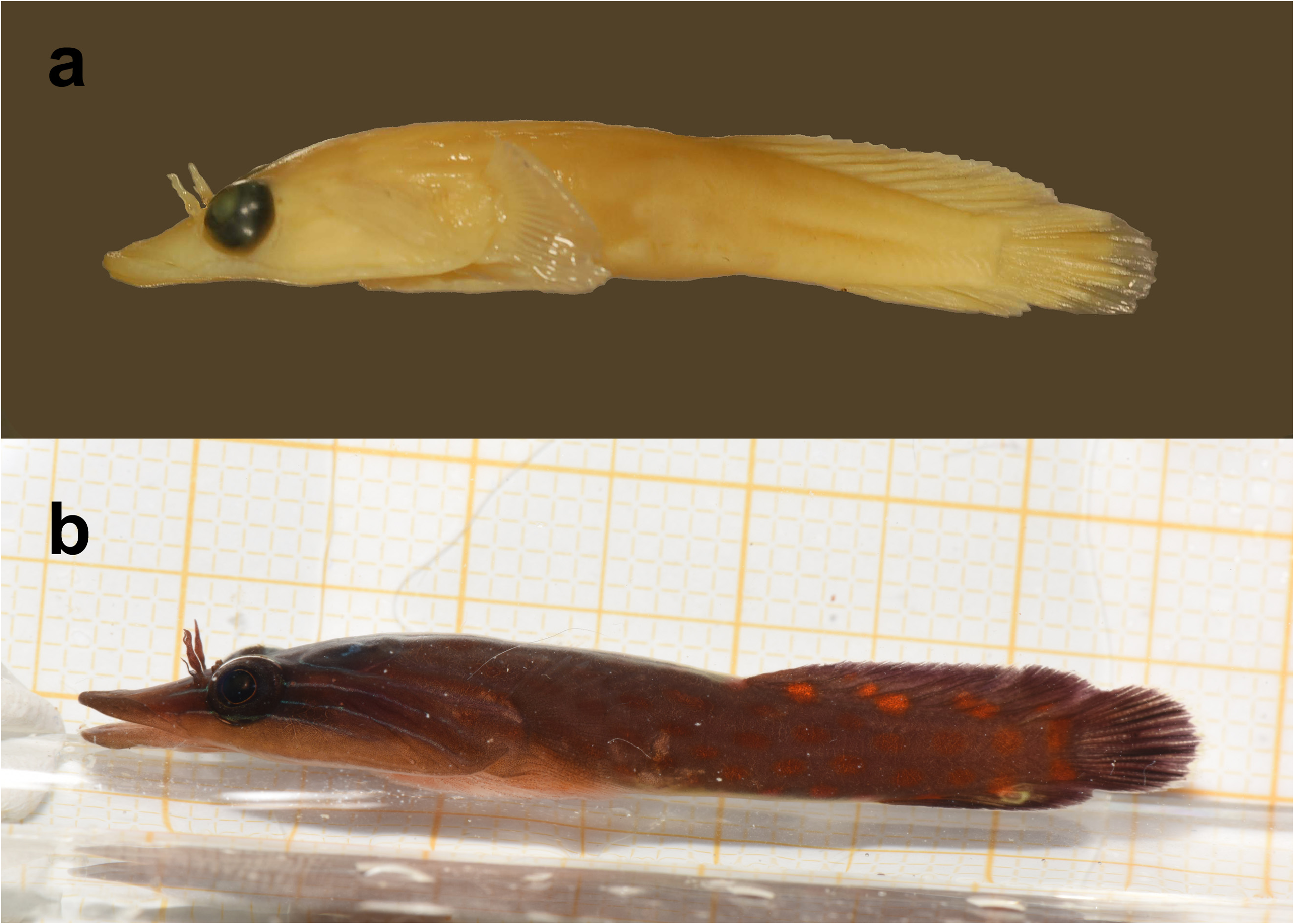 ภาพ ปลา purpurea (Lepadogaster purpurea)