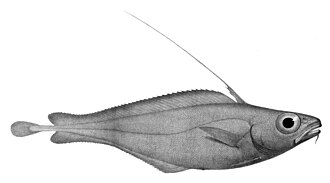 ภาพ ปลา eques (Lepidion eques)