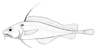 ภาพ ปลา microcephalus (Lepidion microcephalus)
