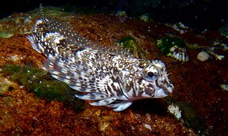 ภาพ ปลา haplodactylus (Lepidoblennius haplodactylus)