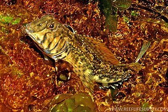 ภาพ ปลา marmoratus (Lepidoblennius marmoratus)