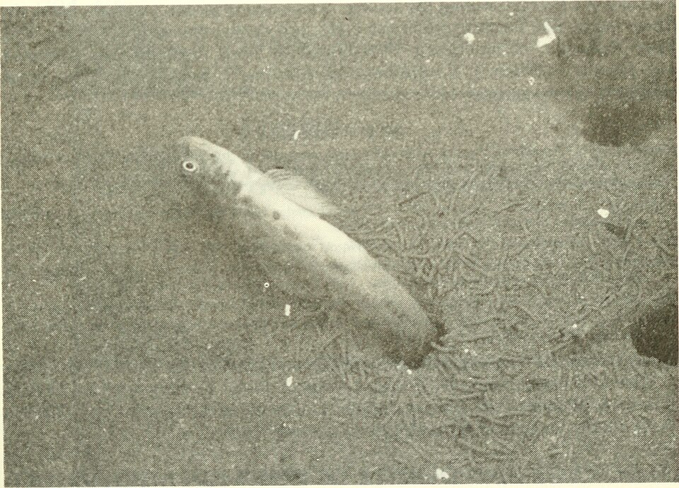 ภาพ ปลาบู่บู่ (Lepidogobius lepidus)