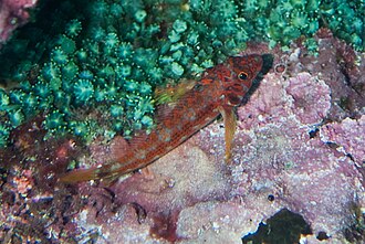 ภาพ ปลา corallicola (Lepidonectes corallicola)