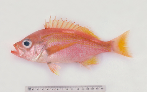ภาพ ปลาทะเลเขี้ยว (Lepidoperca brochata)