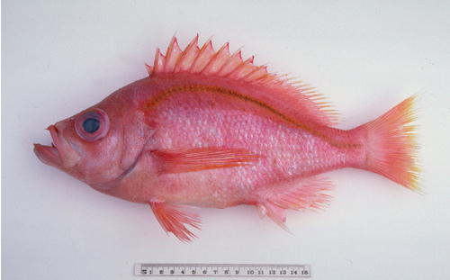 ภาพ ปลาทะเล magna (Lepidoperca magna)
