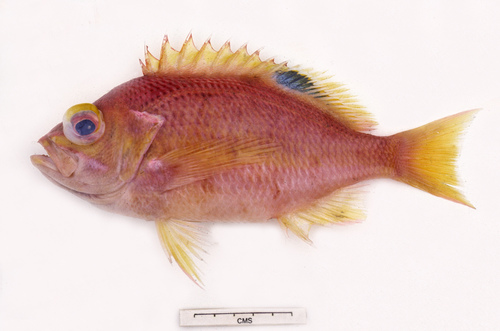 ภาพ ปลาทะเลส้ม (Lepidoperca pulchella)