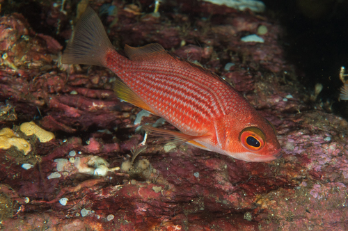ภาพ ปลาทะเล tasmanica (Lepidoperca tasmanica)