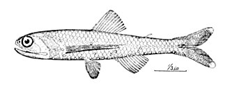 ภาพ ปลา guentheri (Lepidophanes guentheri)