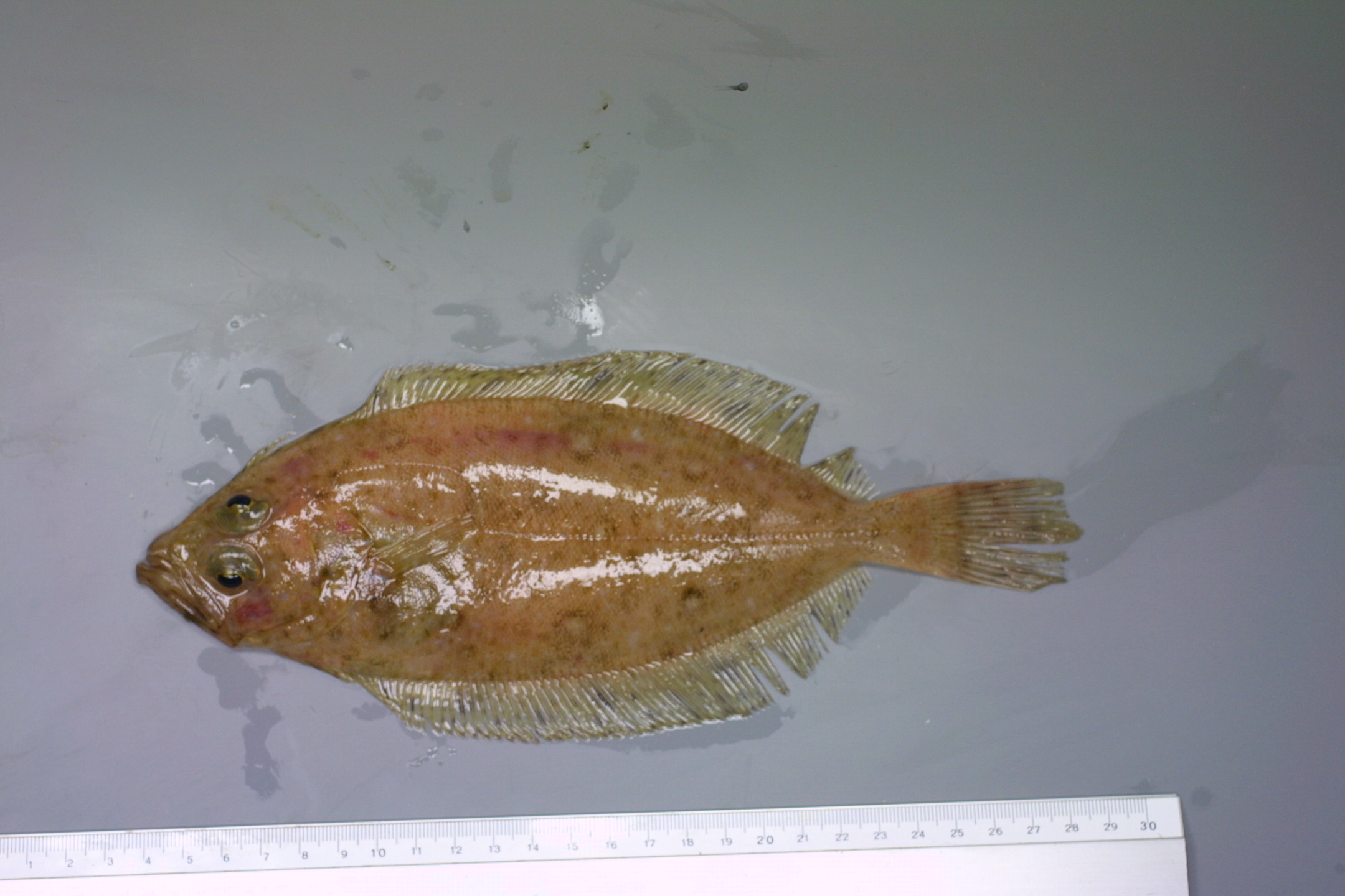 ภาพ ปลา whiffiagonis (Lepidorhombus whiffiagonis)