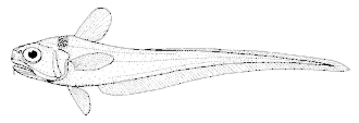 ภาพ ปลา denticulatus (Lepidorhynchus denticulatus)