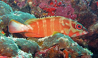 ภาพ ปลา faurei (Lepidotrigla faurei)