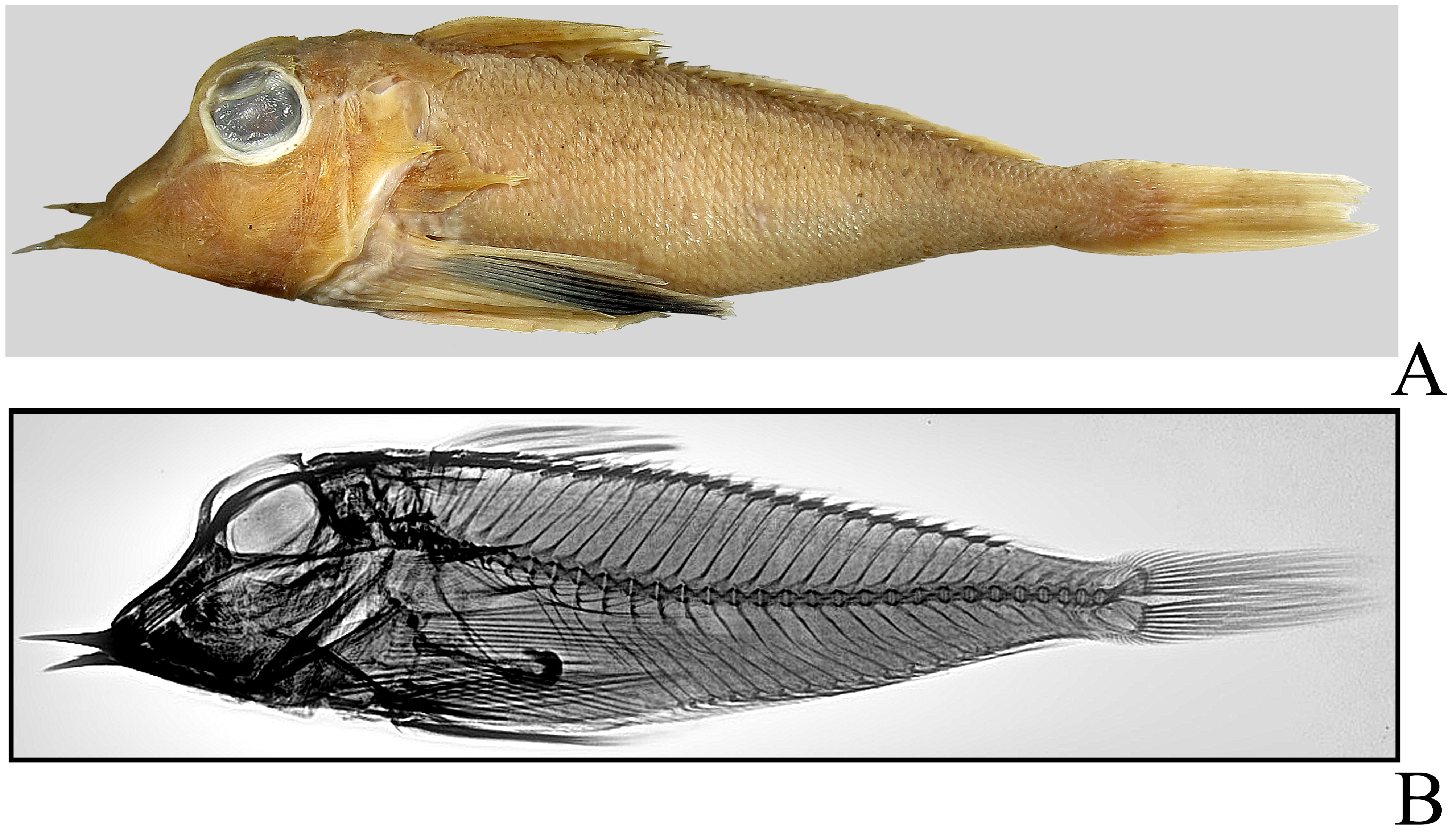 ภาพ ปลา firmisquamis (Lepidotrigla firmisquamis)